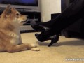 clever-dog-imitating-girls-leg-movements