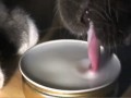 Как пьют кошки?