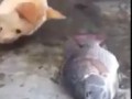 Собака помогает рыбе чтобы не умирать