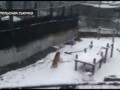 Тигрица лепит снеговика / Tigress sculpts snowman (Full HQ)