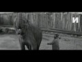 Солдат и слон (трейлер)