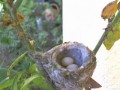 Веб-камера у гнезда колибри