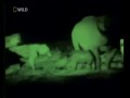 Лев спасает детёныша носорога от гиен