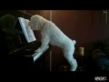 Пёс играет на пианино