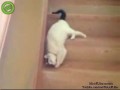 Cat Кошки 0045 Ленивый кот спускается с лестнице