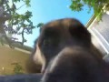 Собака утащила видеокамеру