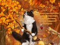 Кот и осень
