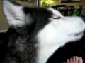Mishka says "Bye Bye" - Dog Talking 