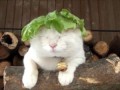 Amazing Lettuce White Cat