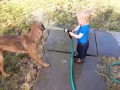 Dogs and Babies Playing with Hoses Compilation 2015