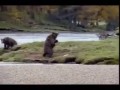Медведь-каратист