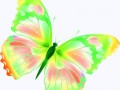 Бабочка2