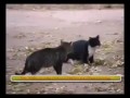 Кот Джедай против кота Ситха Схватка