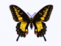 gif-anime-papillon-1-gratuit