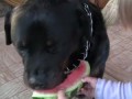 Собака жрет арбуз
