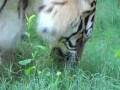 Тигр ест траву