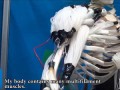 Musculoskeletal Robot Driven by Multifilament Muscles