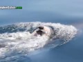 Скорбящая самка дельфина