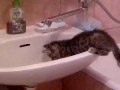 Котенок и вода