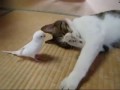 Попугайка будильник для кота