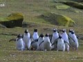 пингвины-в-пятницу-с-работы