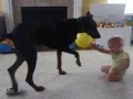 Доберман играет с ребенком