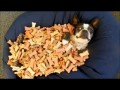 Boston Terrier lays in a pile of Treats
