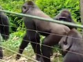 24-летняя горилла встречает крошечное существо в лесу