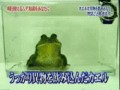гифки-лягушка-лютая-смерть-китайцы-273134