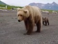 Неожиданные встречи с медведем, когда бурый рядом