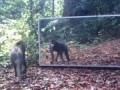 Зеркало в джунглях