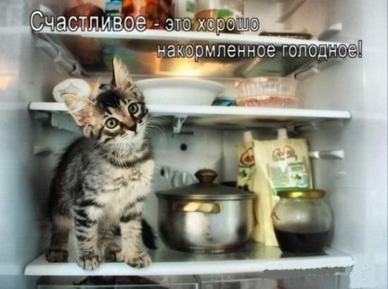 кошки