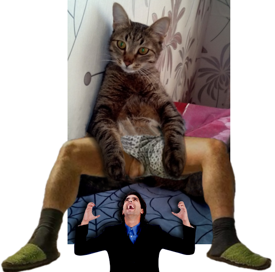 котяра