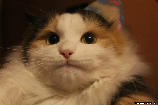 1385242564_cat