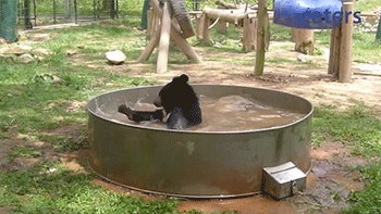 Басейн медвежонка