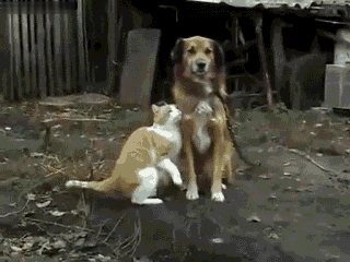 Мурзик и шарик