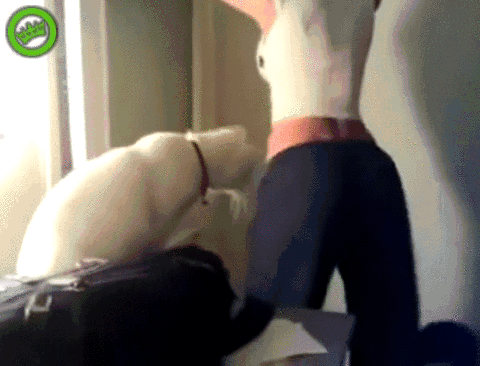 -котэ-живность-танец-870420