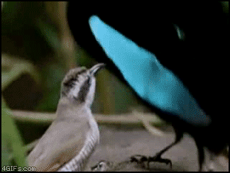 -песочница-239108