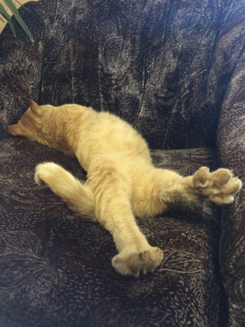 кот
