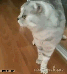 1417941553_386402866