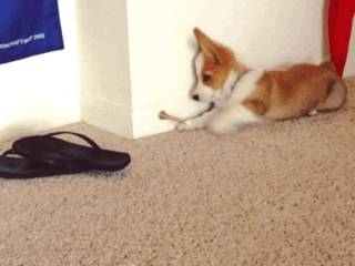 gifs_12