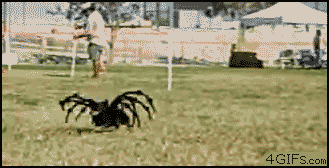 gifs_06