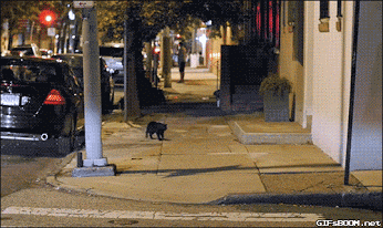 black scaredy cat