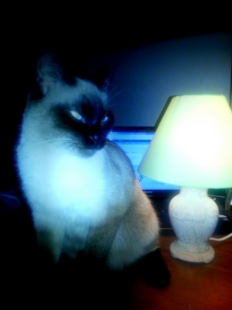 кот с лампой