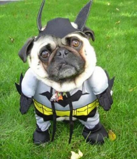 dog-costumes-1-450x524