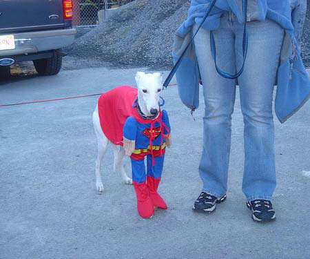 dog-costumes-9