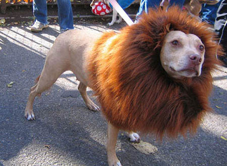 dog-costumes-13