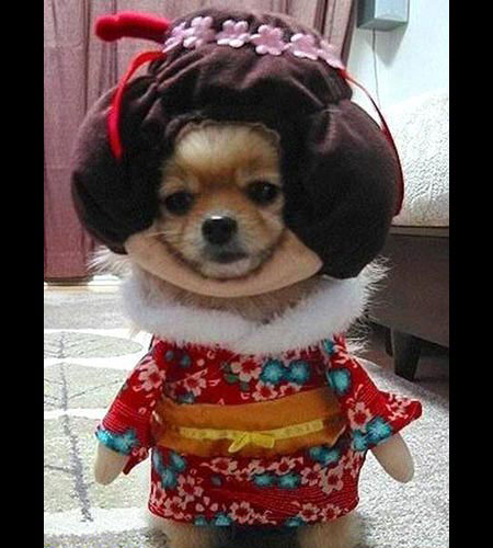 dog-costumes-14