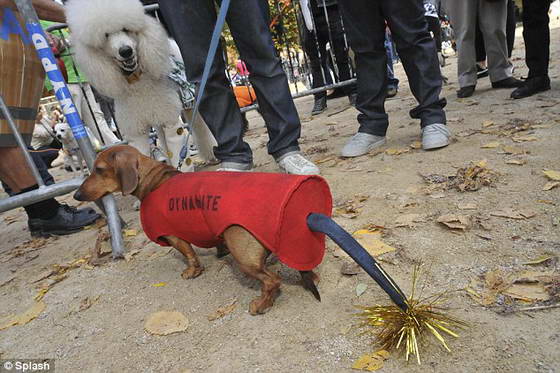 dogs-4