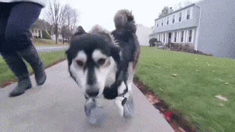 dog_can_walk_07